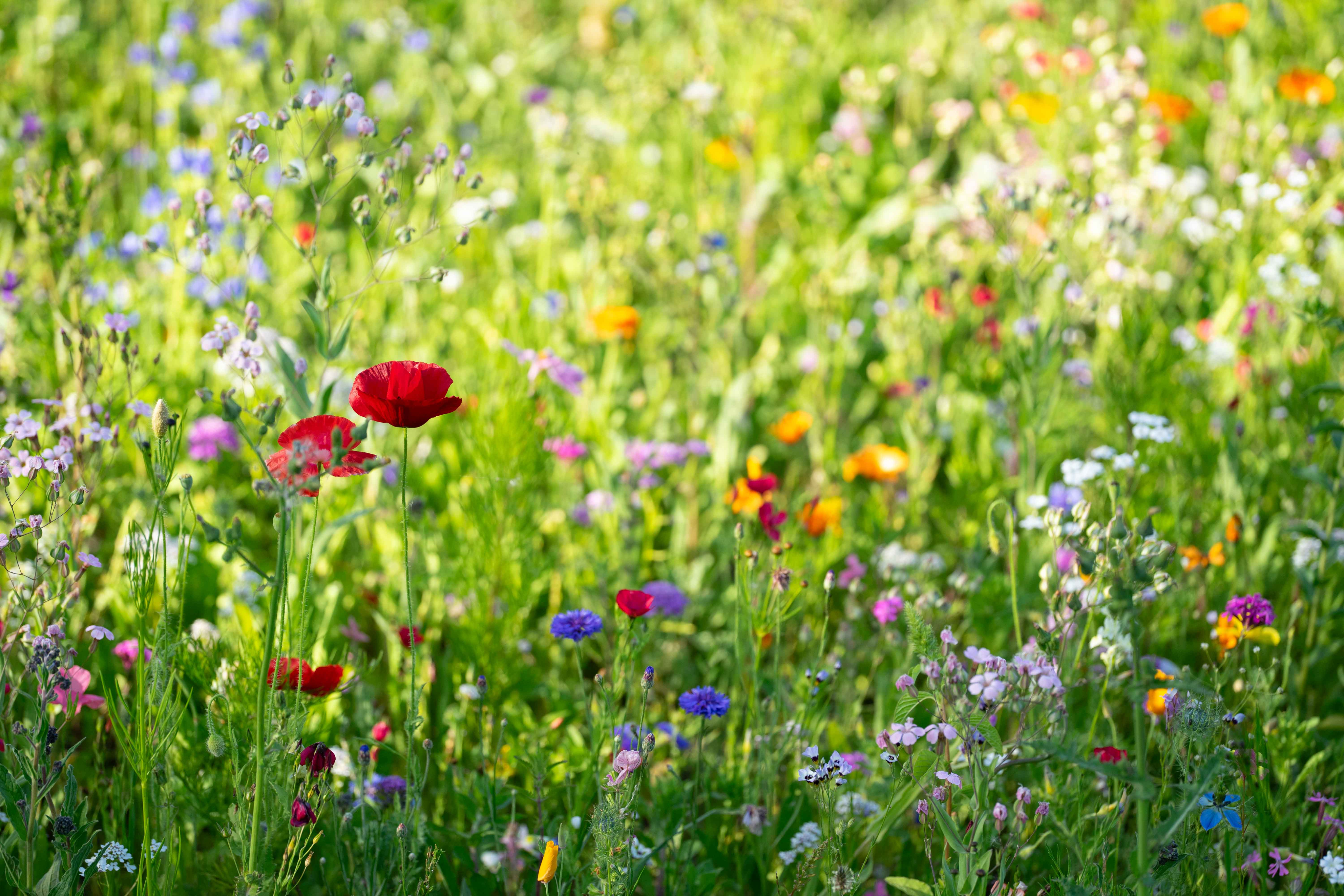 Eine blühende Wiese